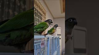 코뉴어앵무새#하랑이#하봉이#parrot#식당이모#더빙농장#동물더빙#병맛더빙