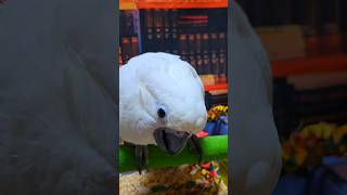 코카투가 정말 많이 시끄럽나요? ( ﾟ∀ﾟ)