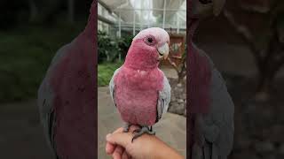 오랜만에 앵무새 영상 갈라코카투