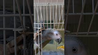 뉴기니아, 회색앵무, 검은 머리 카이큐, 쟈딘앵무예요.