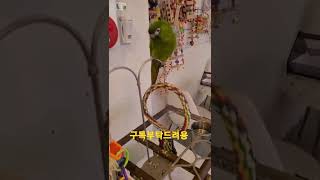 청금강앵무새 루카랑 앵카