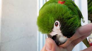 앵무새.한스마카우.귀여운 뽀미와 함께.2021.4.8