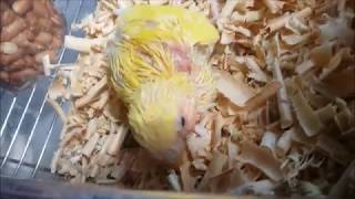 모란 앵무새 짝짓기 [Fischer's Parrot Mating] (Korean and English Version)