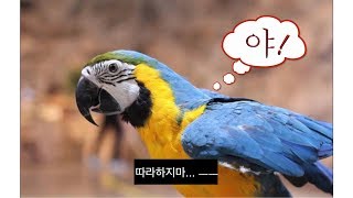앵무새와 만남 앵무새가 말을한다?!
