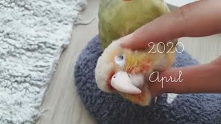 [ vlog ]강아지 처럼 애교가 많은 앵무새 / 퀘이커 앵무새 푸름이 와 코뉴어 꽁이 의 일상｜うちのわんこ（鳥）