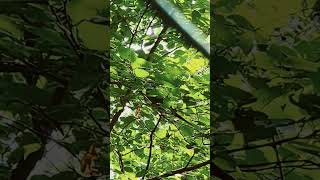 초롱♡연두  #초롱 세상구경~~리드줄  꼭하세요 #코뉴…