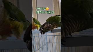 코뉴어앵무새#하랑이#하봉이#parrot#cute#레이 #아이브