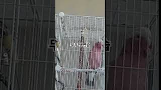 뚜뚜는 사람 안보일때만 말 맹연습해요 #갈라코카투 #앵…