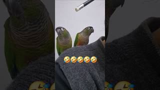 코뉴어앵무새#하랑이#하봉이#parrot#