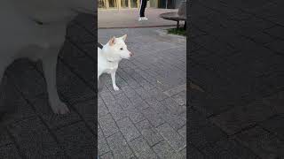 오랜만에 시바견 발키를 만난 루카 #청금강 #short…