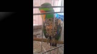 self injury Eclectus parrot th…