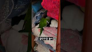 까꿍 앵무 한스마카우 두루  숨박까꿍 놀이 #말하는앵무…