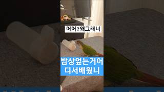 밥상엎기!코뉴어만저러나?요 #퀘이커 #parrot #birds #모란 #코뉴어 #썬코뉴어 #왕관 #루티노퀘이커 #사랑앵무 #앵무새