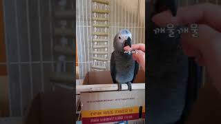회색앵무 수리에요^^♡