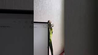 개구진 아이 2 #앵무새 #퀘이커 #parrot #매달…