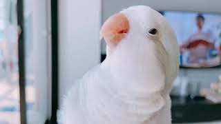 [퀘이커앵무 일구] 강아지 일구 ?