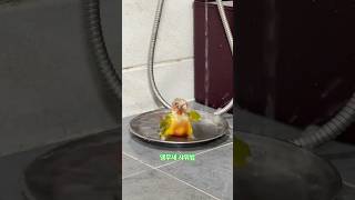 그녀의 샤워법 #말하는앵무새 #말하는코뉴어 #parrot #birds #앵무새 #앵무새키우기 #앵무새훈련 #cute #반려동물 #앵초 #박앵초 #코뉴어 #코뉴어키우기