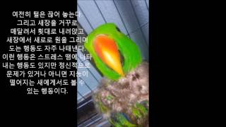 self injury Eclectus parrot th…