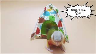[새초롬샵] 앵무새 텐트!! 코뉴어 문워크 !!!