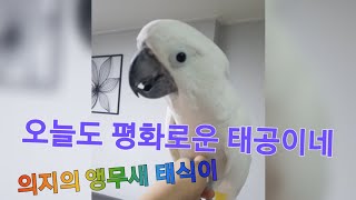 사고뭉치 앵무새 태식이