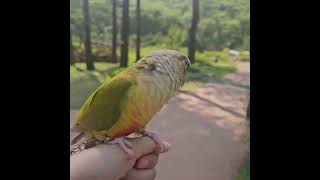 산책중에 뽀뽀하는 순이 #코뉴어 #앵무새 #초막골생태공원 #parrot