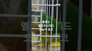 똥 밟았네 노래에 맞춰 춤추는 코뉴어   &quot;초…