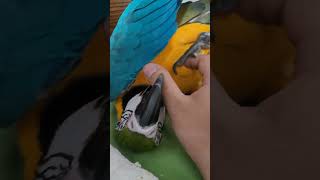 루카랑 놀아주기 #parrot #앵무새 #animal #macaw #동물 #마카우 #청금강 #청금강앵무새 #반려동물 #애완동물