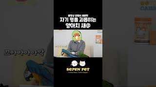 청금강 앵무새가 뉴기니아 앵무새 괴롭히는 영상
