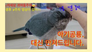 (퀘이커 앵무새) 아기공룡 캔디, 대신 만져드립니다. 아가때 영상 대-공개