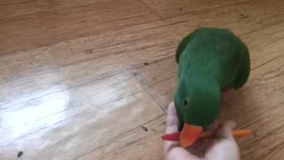 Eclectus parrot training 볼펜 물어…