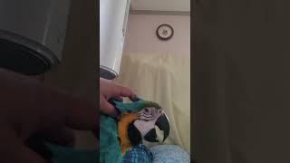 넘 귀여운 루카 #macaw #청금강앵무새 #청금강