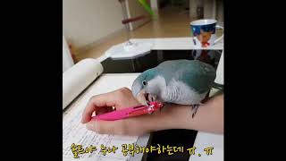 퀘이커 앵무새 공부방해(볼펜뜯뜯) 호기심 가득한 앵무새