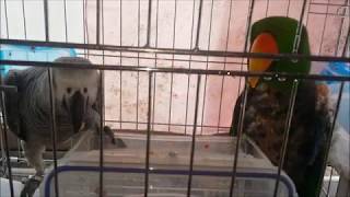 self injury Eclectus parrot therapy course 04 자해하는 뉴기니아앵무새 치료과정 04