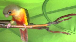 파인애플 그린칙 코뉴어