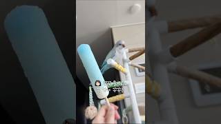 ㅇㅏ 못 먹는 거 왜 보여주냐꾸!❄️#캔디바엉덩이#퀘이…