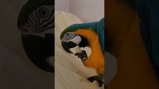 배 먹는 루카 #shorts #청금강 #청금강앵무새 #macaw