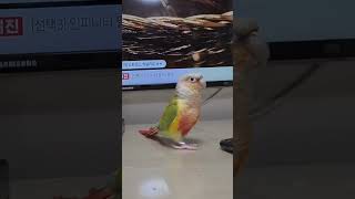 순금이 너무 비싸서 화가 잔뜩 난 앵무새 #앵무햇살 #…
