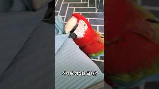 [홍금강 라틴] 날아다니는게 귀찮은 앵무새의 이동방법 #shorts #귀여운 #앵무새키우기