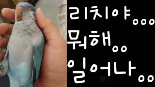 애완조 퀘이커 앵무새 리치 언능 일어나.. 앵무새 훈련영상