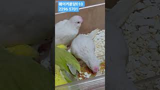 #앵무새 #루티노퀘이커 #앵무새분양 #010. 2296.5701