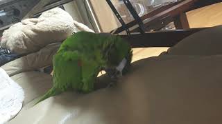 앵무새-한스마카우macaw 수박이 - 자불고 있다.