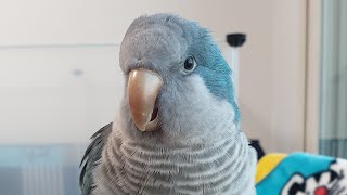 산토끼 부르는 퀘이커앵무새  순도리 몰래촬영샷ㅋㅋ