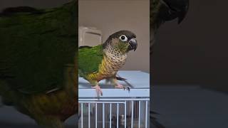 코뉴어앵무새#하랑이#하봉이#식당이모#더빙농장#병맛더빙 …