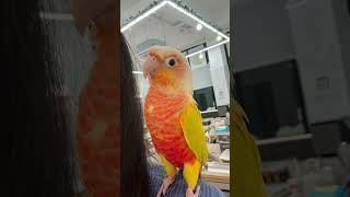 말레이시아에 있는 동안￼ 앵두의 모습 #앵무새  #코뉴…