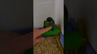 한스마카우 아기앵무새 분양해요  #parrot
