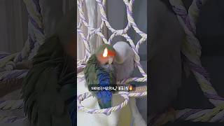 횃대에서 자는 앵무새 로또