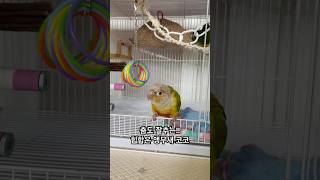 코코의 밤은 춤추는 밤 Ohayo My Night#코뉴…