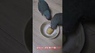 찰옥수수 먹는 퀘이커들~  #birds #parrot …