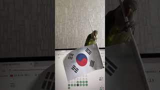 태극기 휘날리며~~ #앵무새 #parrot #퀘이커 #태극기