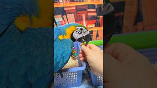 청금강 앵무 강이 짝궁으로 분양가는 2개월 반 청금강 …